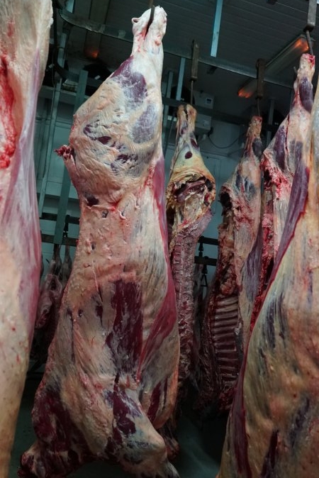 Carcasses in slaughterhouse chiller room