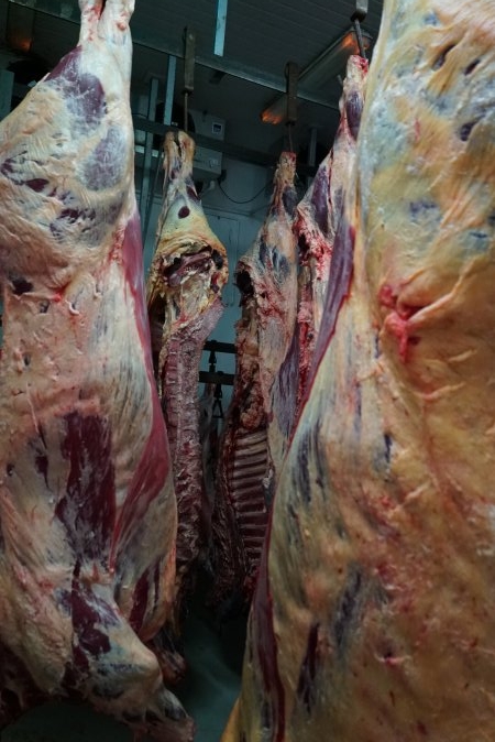 Carcasses in slaughterhouse chiller room