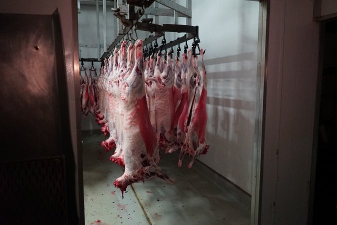 Carcasses in slaughterhouse chiller room
