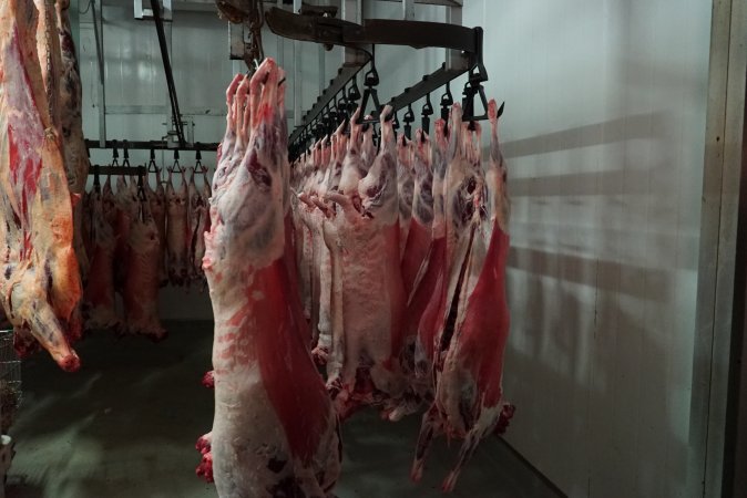 Carcasses in slaughterhouse chiller room