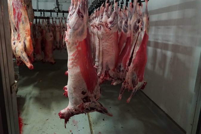 Carcasses in slaughterhouse chiller room