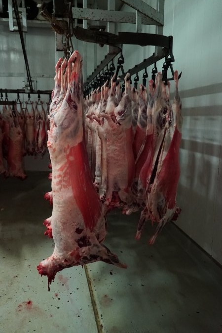 Carcasses in slaughterhouse chiller room