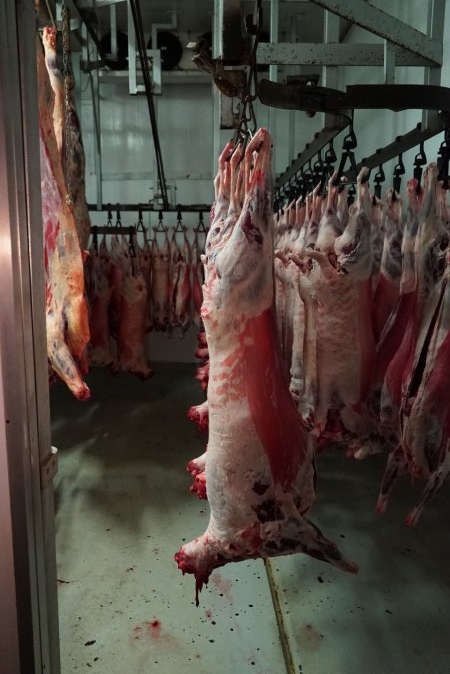 Carcasses in slaughterhouse chiller room