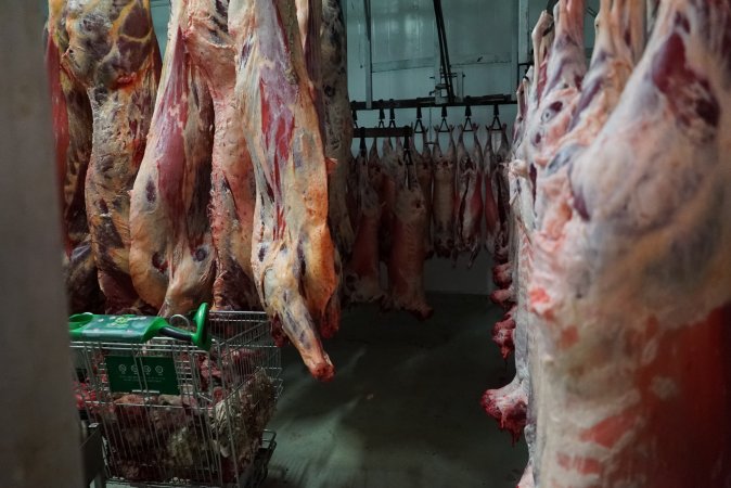 Carcasses in slaughterhouse chiller room