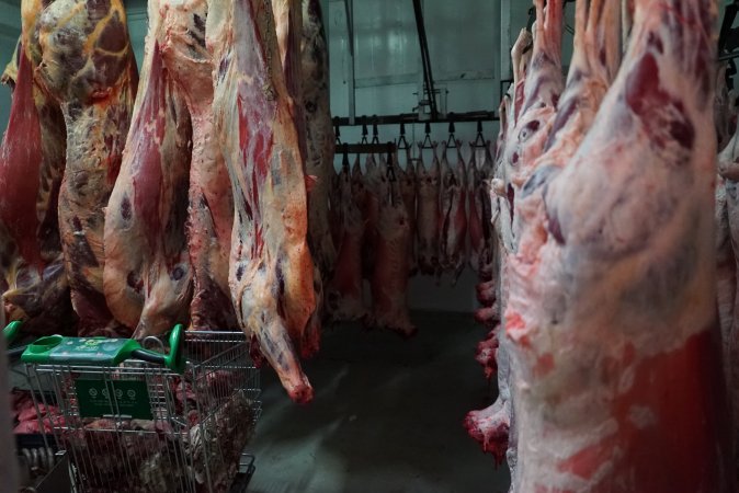 Carcasses in slaughterhouse chiller room