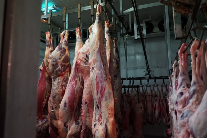 Carcasses in slaughterhouse chiller room