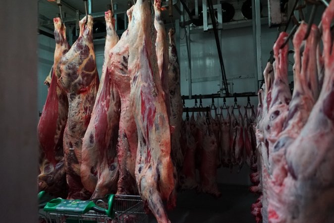 Carcasses in slaughterhouse chiller room