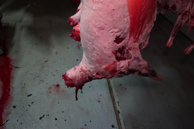 Carcasses in slaughterhouse chiller room