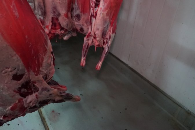 Carcasses in slaughterhouse chiller room