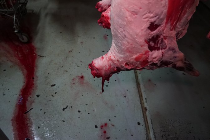 Carcasses in slaughterhouse chiller room