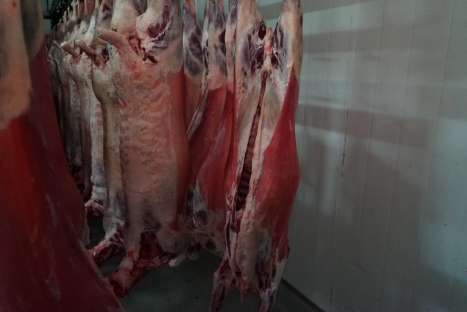 Carcasses in slaughterhouse chiller room