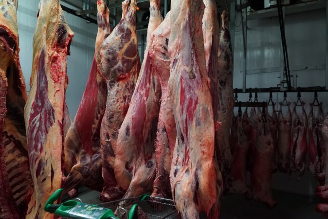 Carcasses in slaughterhouse chiller room