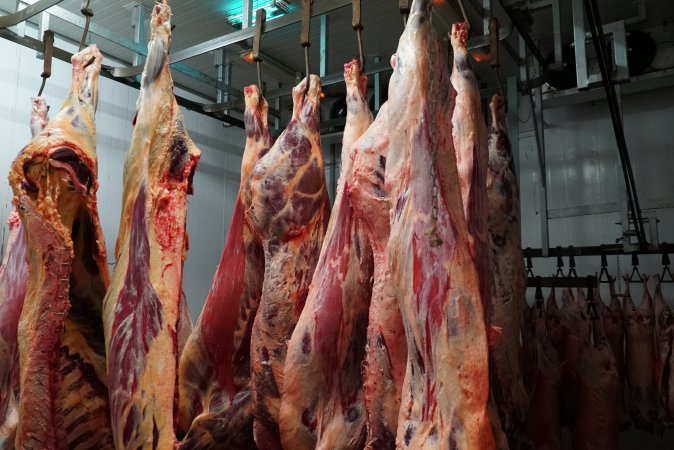 Carcasses in slaughterhouse chiller room