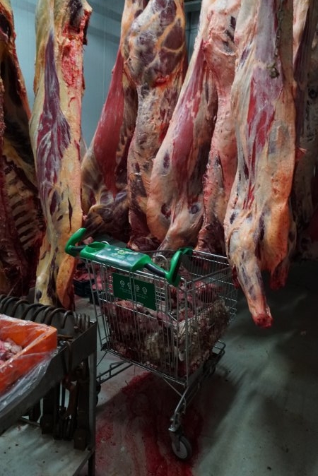 Carcasses in slaughterhouse chiller room