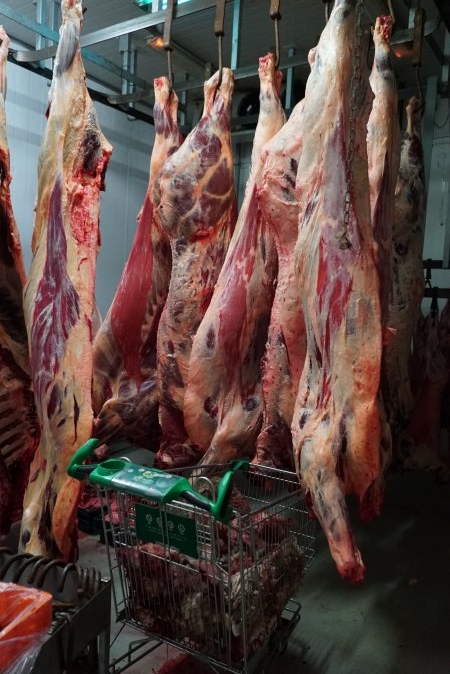 Carcasses in slaughterhouse chiller room