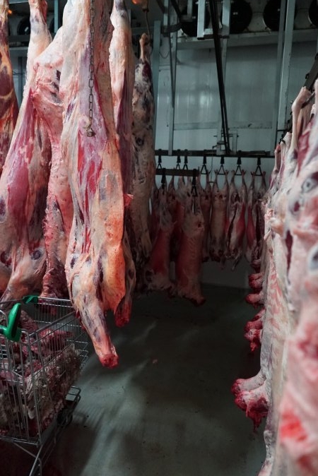 Carcasses in slaughterhouse chiller room