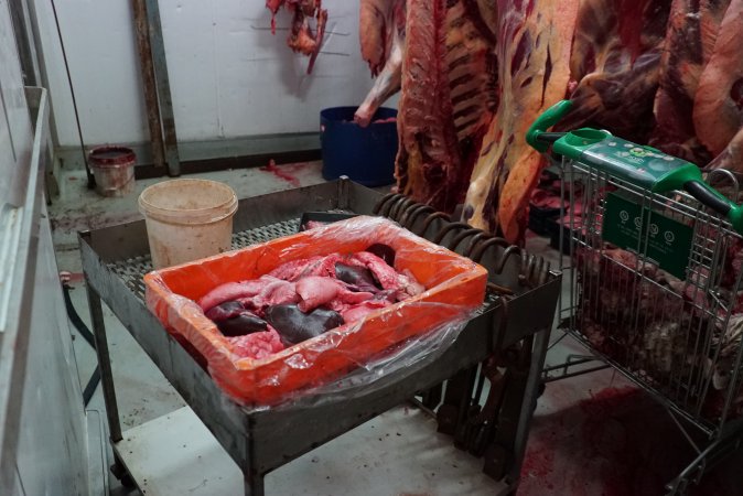 Carcasses in slaughterhouse chiller room