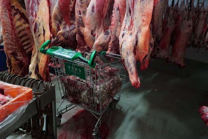 Carcasses in slaughterhouse chiller room