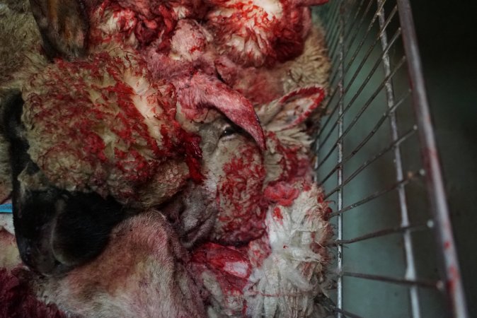 Trolley full of sheep heads in slaughterhouse chiller room