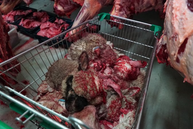 Trolley full of sheep heads in slaughterhouse chiller room