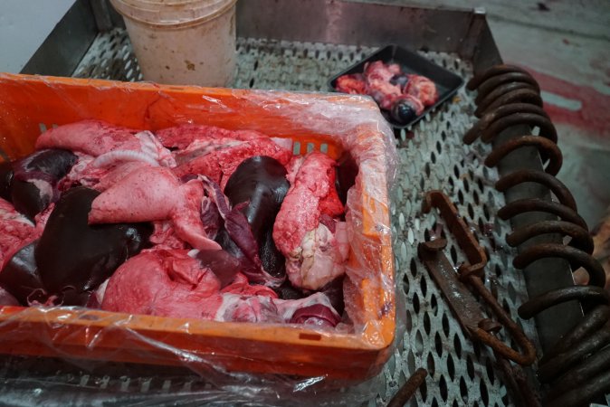 Offal and eyeballs in slaughterhouse chiller room