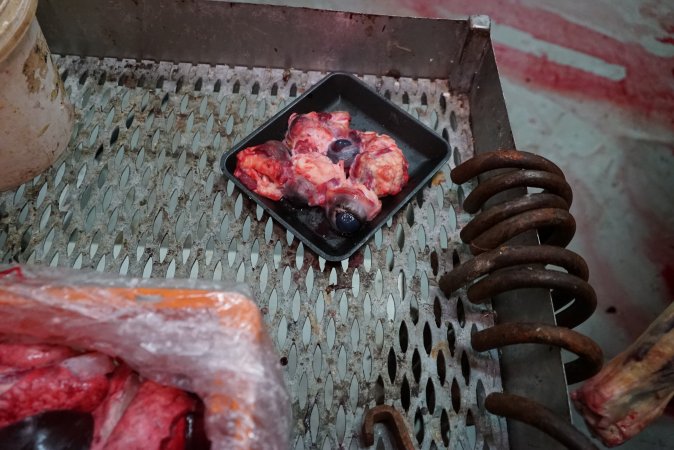 Tray of eyeballs in slaughterhouse chiller room