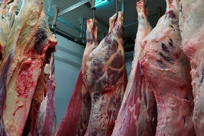 Carcasses in slaughterhouse chiller room