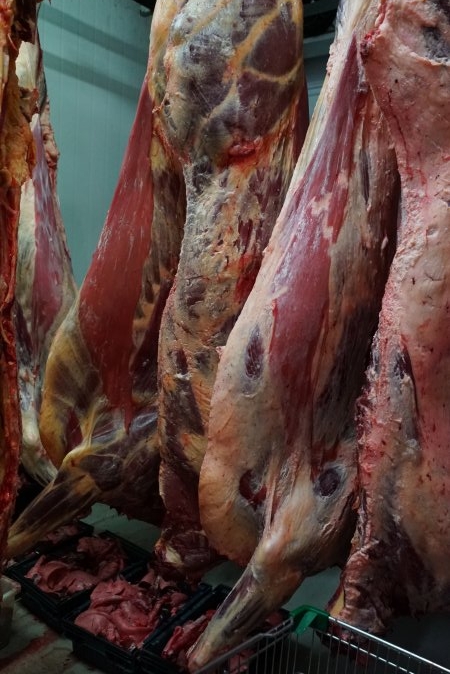 Carcasses in slaughterhouse chiller room