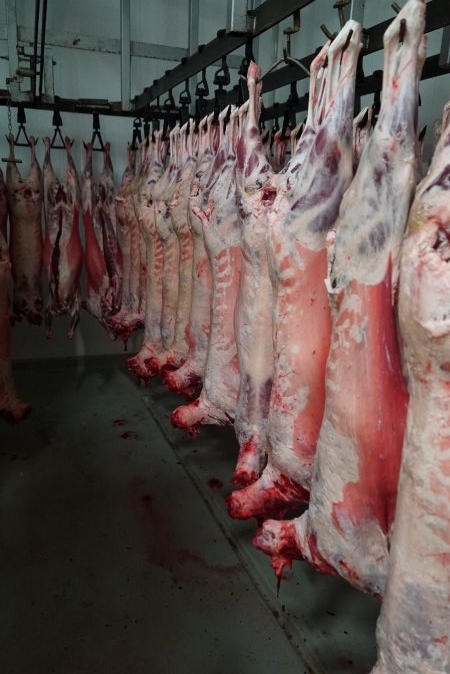 Carcasses in slaughterhouse chiller room