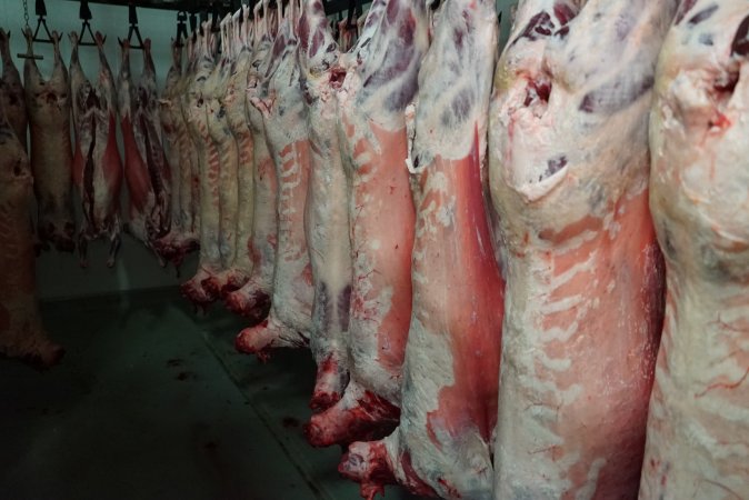 Carcasses in slaughterhouse chiller room