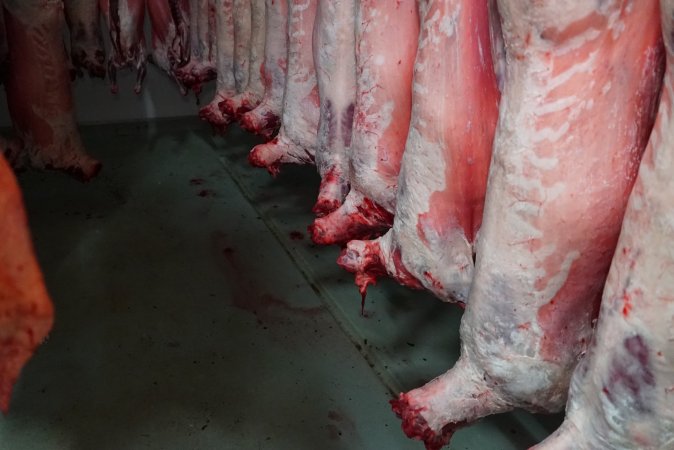 Carcasses in slaughterhouse chiller room