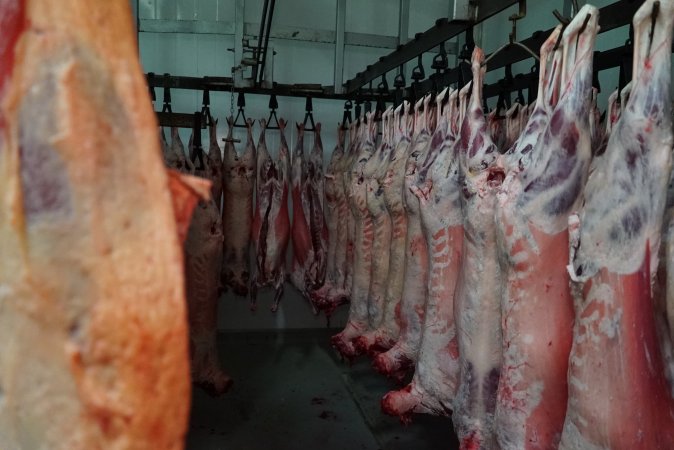 Carcasses in slaughterhouse chiller room