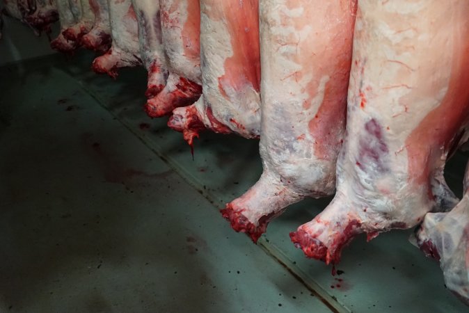 Carcasses in slaughterhouse chiller room