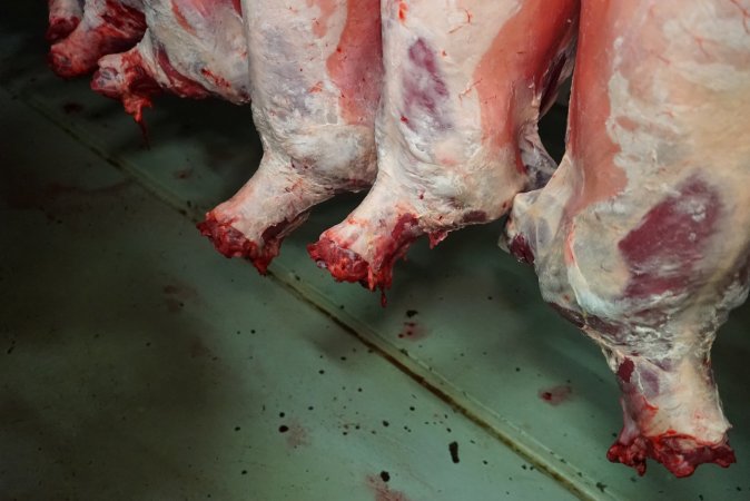 Carcasses in slaughterhouse chiller room