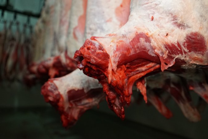 Carcasses in slaughterhouse chiller room