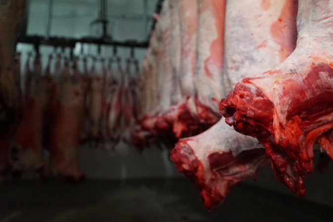 Carcasses in slaughterhouse chiller room