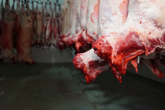 Carcasses in slaughterhouse chiller room