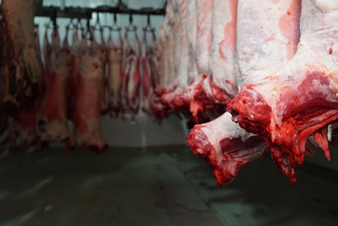 Carcasses in slaughterhouse chiller room