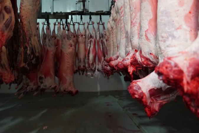 Carcasses in slaughterhouse chiller room