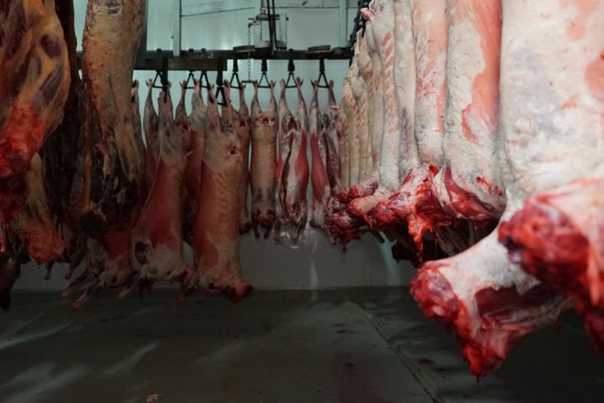 Carcasses in slaughterhouse chiller room