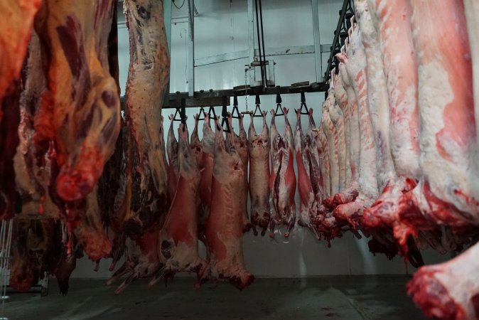 Carcasses in slaughterhouse chiller room