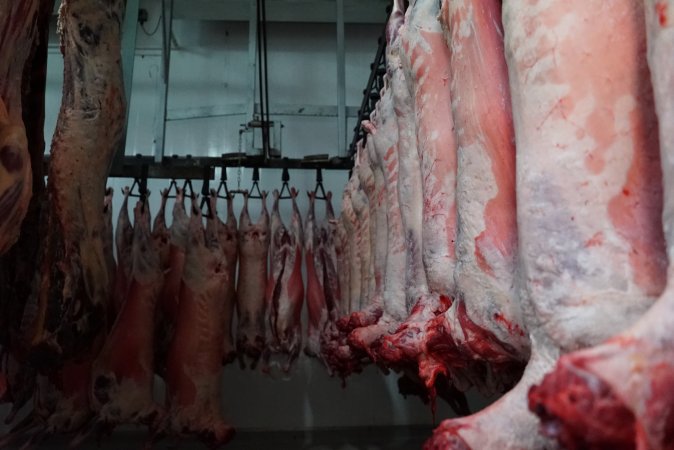 Carcasses in slaughterhouse chiller room