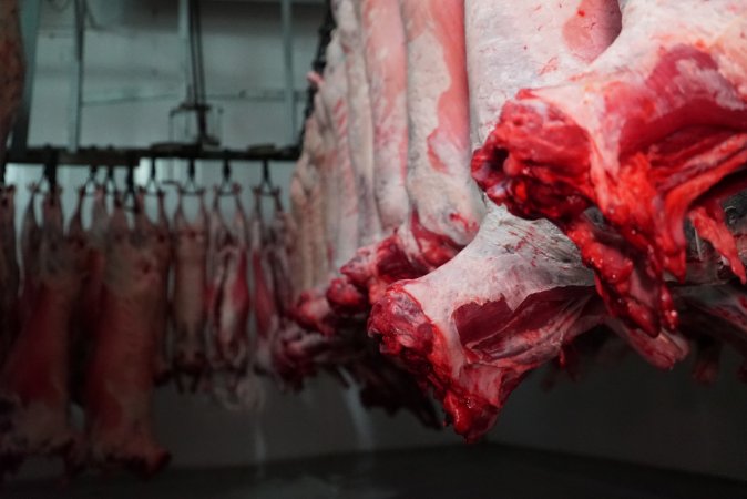 Carcasses in slaughterhouse chiller room