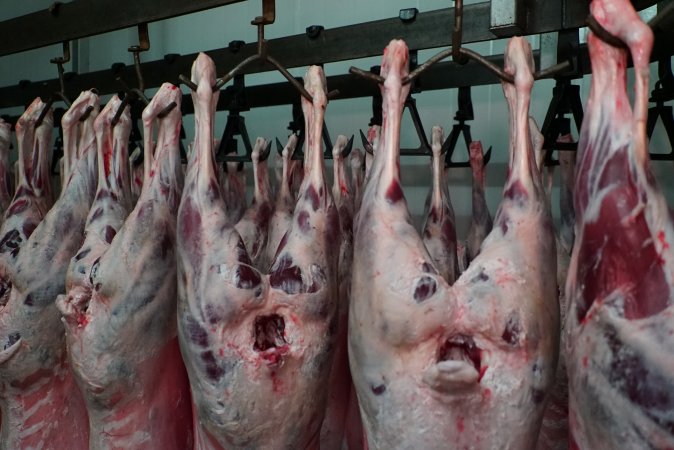 Carcasses in slaughterhouse chiller room