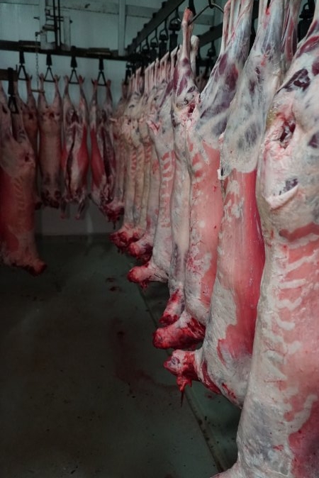 Carcasses in slaughterhouse chiller room