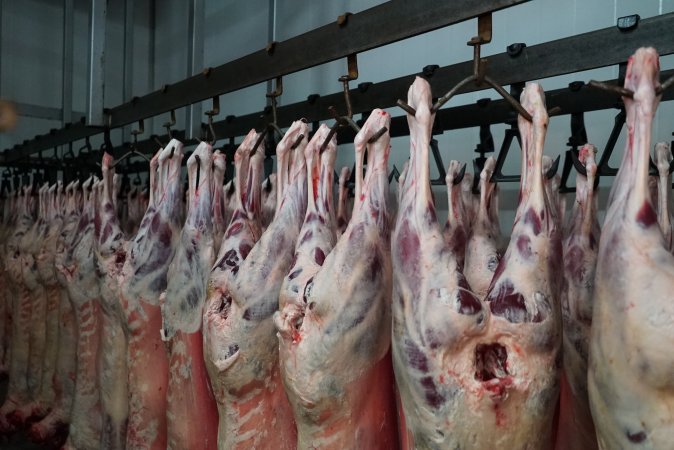 Carcasses in slaughterhouse chiller room