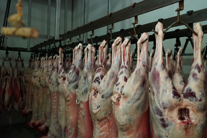 Carcasses in slaughterhouse chiller room