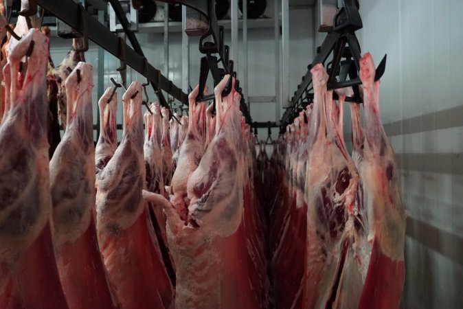 Carcasses in slaughterhouse chiller room