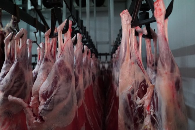 Carcasses in slaughterhouse chiller room