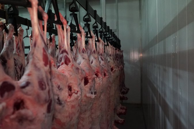 Carcasses in slaughterhouse chiller room